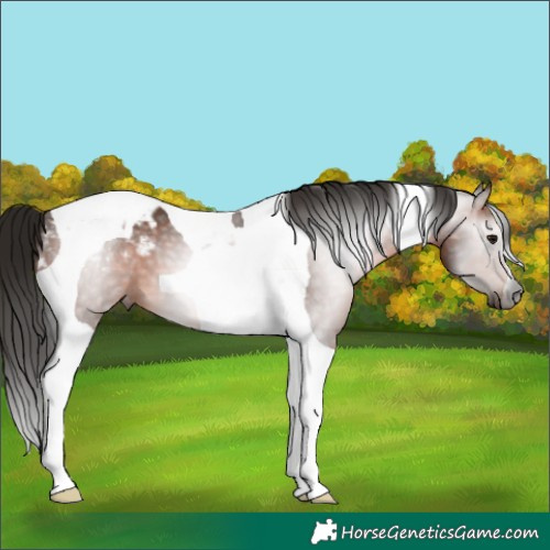 Horse Color:Gray Bay Tobiano Appaloosa 