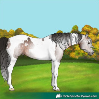 Horse Color:Gray Bay Tobiano Appaloosa 