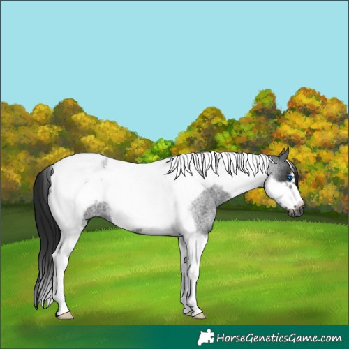 Horse Color:Gray Blue Roan Tobiano Frame 