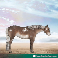 Horse Color:White Spotted Silver Black Sabino 