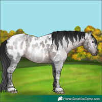 Horse Color:Gray Brown Ice Roan Appaloosa 