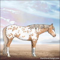 Horse Color:Gray White Spotted Cremello Ice Appaloosa 