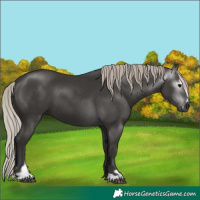 Horse Color:Gray Silver Black Sabino 