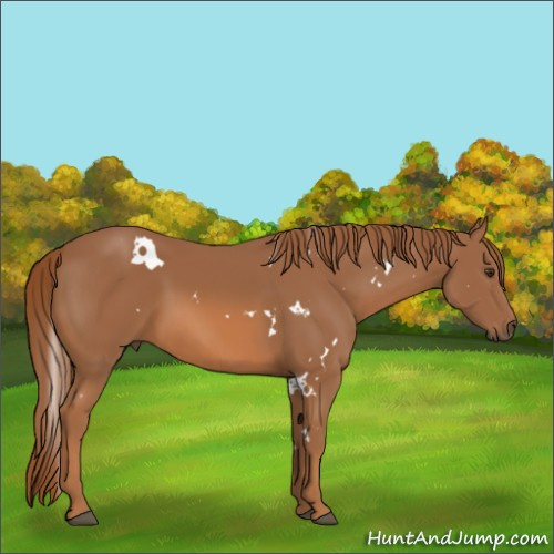 Horse Color:White Spotted Chestnut 