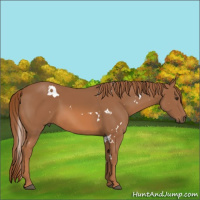 Horse Color:White Spotted Chestnut 