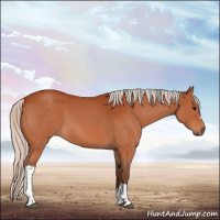 Horse Color:Silver Bay Roan 