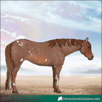 Horse Color:White Spotted Red Roan 