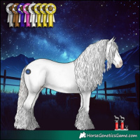 Horse Color:Silver Blue Roan Splash Appaloosa