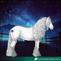 Horse Color:Silver Grullo Roan Splash Appaloosa 
