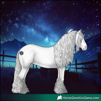 Horse Color:Silver Grullo Roan Splash Appaloosa 