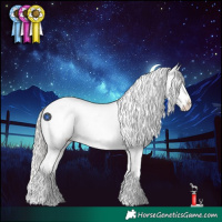 Horse Color:Silver Blue Roan Splash Appaloosa
