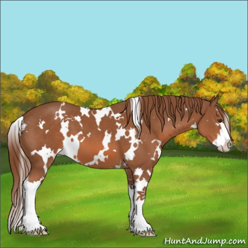 Horse Color:White Spotted Chestnut Splash 