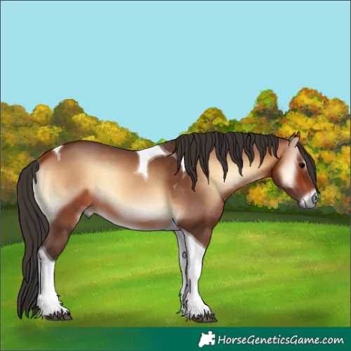 Horse Color:Bay Onyx Tobiano 