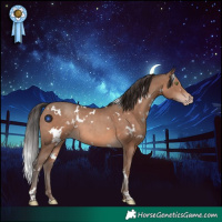 Horse Color:White Spotted Sable Champagne Rabicano