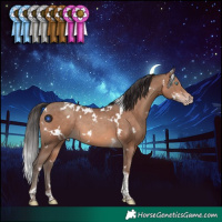 Horse Color:White Spotted Sable Champagne Tobiano Rabicano 