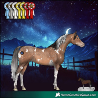 Horse Color:White Spotted Sable Champagne Tobiano Rabicano 
