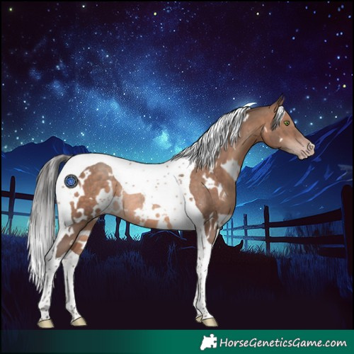 Horse Color:White Spotted Sable Champagne Tobiano Rabicano 