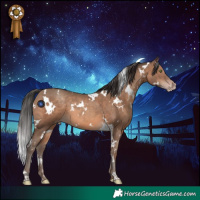 Horse Color:White Spotted Sable Champagne 