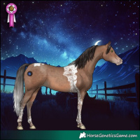 Horse Color:Sable Champagne Tobiano