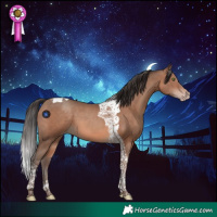 Horse Color:Sable Champagne Tobiano