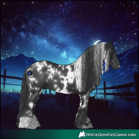 Horse Color:White Spotted Black 