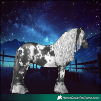 Horse Color:White Spotted Black 