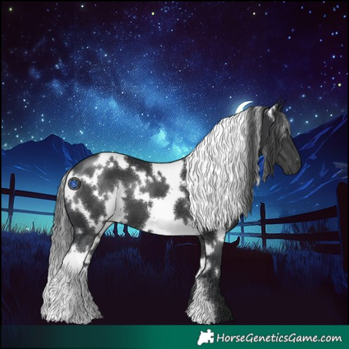 Horse Color:White Spotted Black 