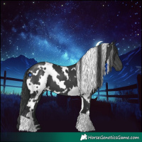 Horse Color:White Spotted Black