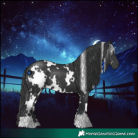 Horse Color:White Spotted Black 