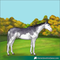 Horse Color:Grullo Splash 