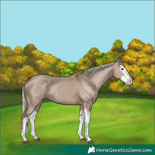 Horse Color:Silver Grullo Splash