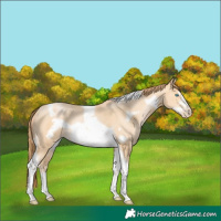 Horse Color:Buckskin Snowdrop Tobiano Frame Rabicano 