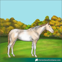 Horse Color:Buckskin Pearl Tobiano Frame Rabicano 