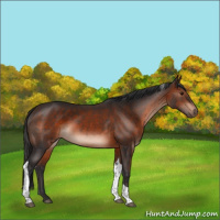 Horse Color:Brown Tobiano Rabicano 
