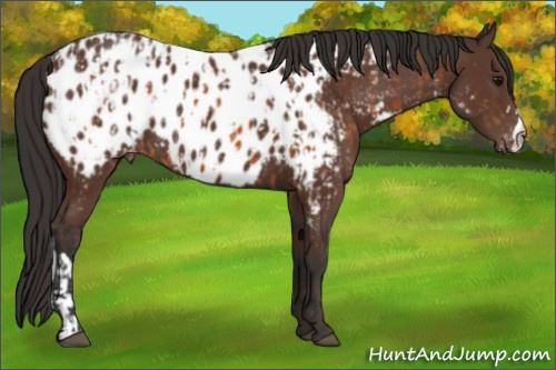 Horse Color:Bay Appaloosa and Bay Appaloosa