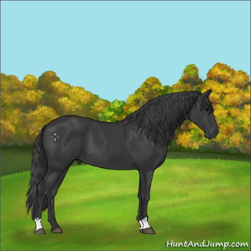 Horse Color:Black 