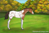 Horse Color:Bay Tobiano Appaloosa 