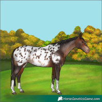 Horse Color:Bay Tobiano Appaloosa