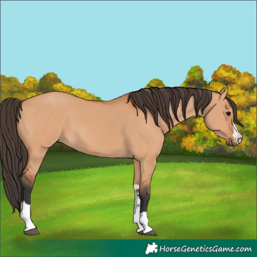 Horse Color:Bay Dun 