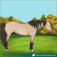 Horse Color:Bay Dun 