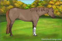 Horse Color:Liver Red Dun 