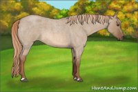 Horse Color:Red Dun Roan 