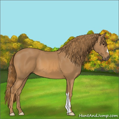 Horse Color:Chestnut 