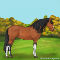Horse Color:Bay 