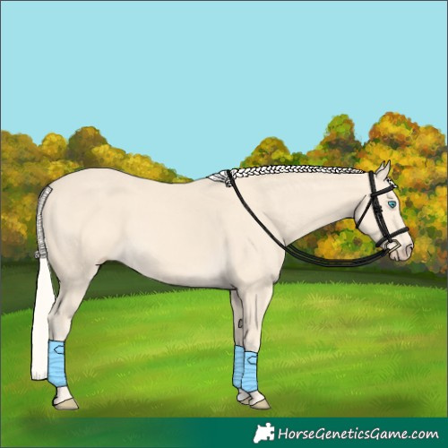 Horse Color:Cremello 