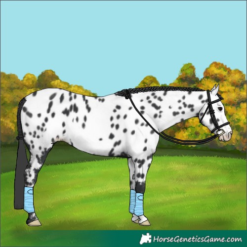 Horse Color:Black Frame Appaloosa 