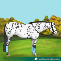 Horse Color:Black Frame Appaloosa 