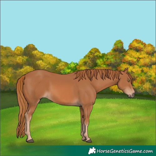 Horse Color:Chestnut 