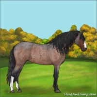 Horse Color:Brown Roan