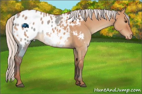 Horse Color:Silver Brown Dun Appaloosa 
